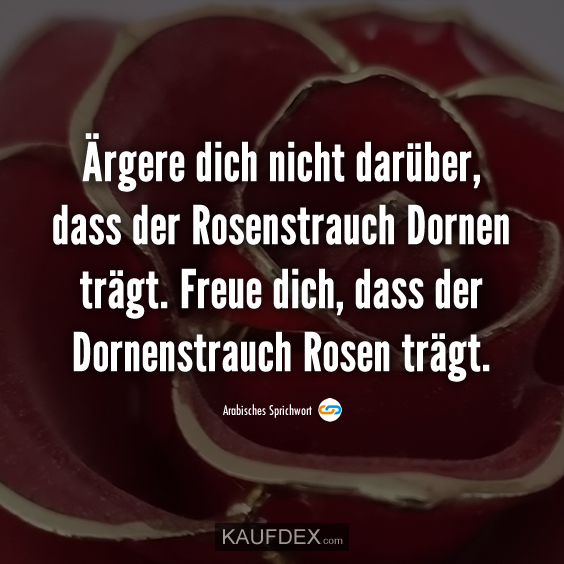 Ärgere dich nicht darüber, dass der Rosenstrauch Dornen trägt…