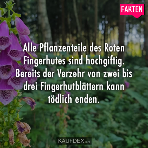 Alle Pflanzenteile des Roten Fingerhutes sind hochgiftig…