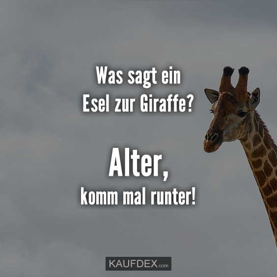 Was sagt ein Esel zur Giraffe?