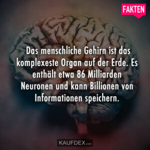 Das menschliche Gehirn ist das komplexeste Organ auf der Erde. Es enthält etwa 86 Milliarden Neuronen und kann Billionen von Informationen speichern.