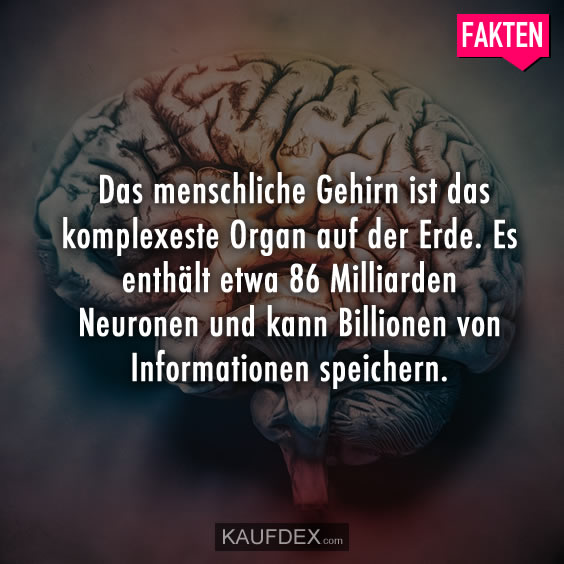 Das menschliche Gehirn ist das komplexeste Organ auf der Erde…