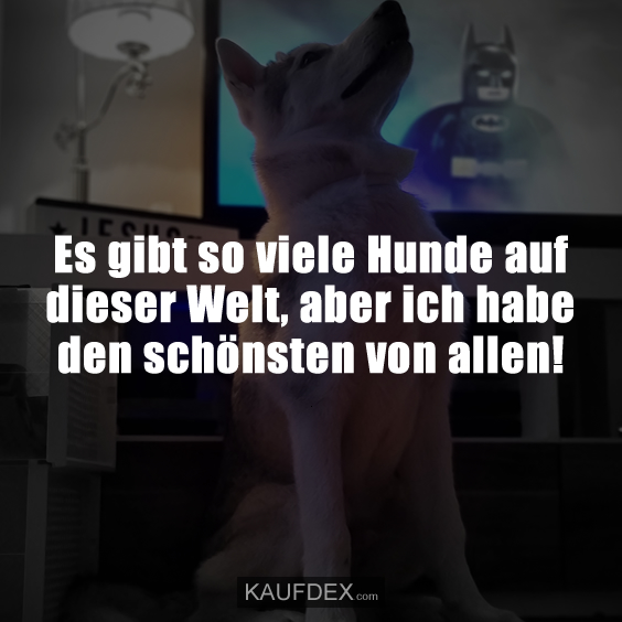Es gibt so viele Hunde auf dieser Welt, aber ich habe den schönsten von allen!