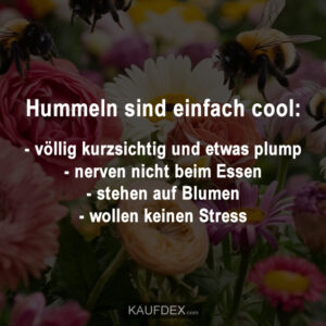 Hummeln sind einfach cool:- völlig kurzsichtig und etwas plump - nerven nicht beim Essen - stehen auf Blumen - wollen keinen Stress