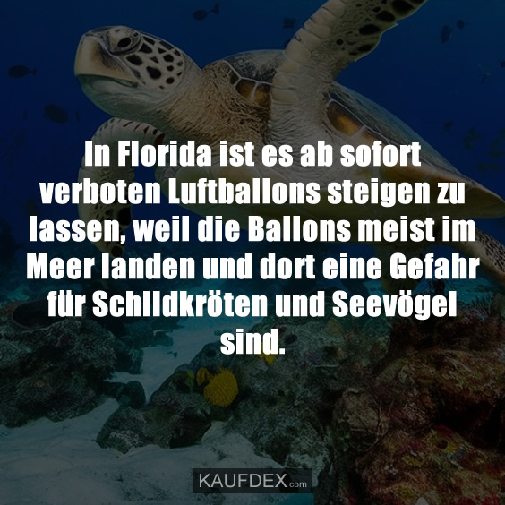 In Florida ist es ab sofort verboten Luftballons steigen zu lassen…