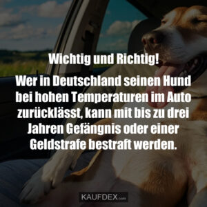 Wer in Deutschland seinen Hund bei hohen Temperaturen im Auto zurücklässt, kann mit bis zu drei Jahren Gefängnis oder einer Geldstrafe bestraft werden.