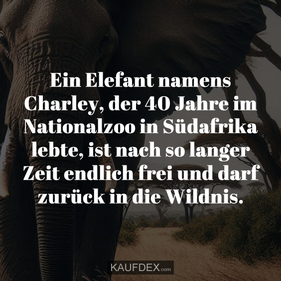 Ein Elefant namens Charley, der 40 Jahre im Nationalzoo in Südafrika lebte, ist nach so langer Zeit endlich frei und darf zurück in die Wildnis.