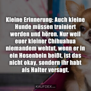 Kleine Erinnerung: Auch kleine Hunde müssen trainiert werden und hören. Nur weil euer kleiner Chihuahua niemandem wehtut, wenn er in ein Hosenbein beißt, ist das nicht okay, sondern ihr habt als Halter versagt.