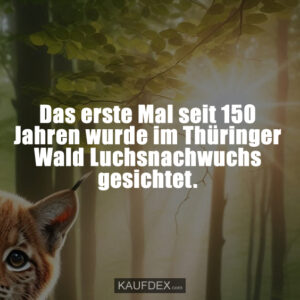 Das erste Mal seit 150 Jahren wurde im Thüringer Wald Luchsnachwuchs gesichtet.