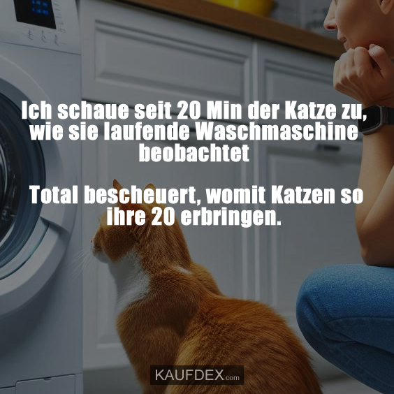 Ich schaue seit 20 Min der Katze zu, wie sie laufende Waschmaschine beobachtet Total bescheuert, womit Katzen so ihre 20 erbringen.