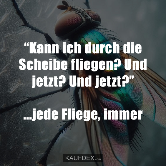“Kann ich durch die Scheibe fliegen? Und jetzt? Und jetzt?” ...jede Fliege, immer