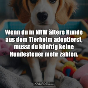 Wenn du in NRW ältere Hunde aus dem Tierheim adoptierst, musst du künftig keine Hundesteuer mehr zahlen.