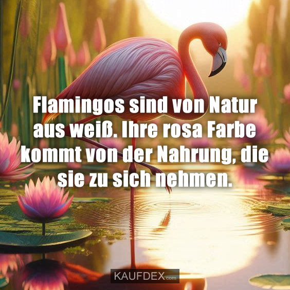 Flamingos sind von Natur aus weiß…