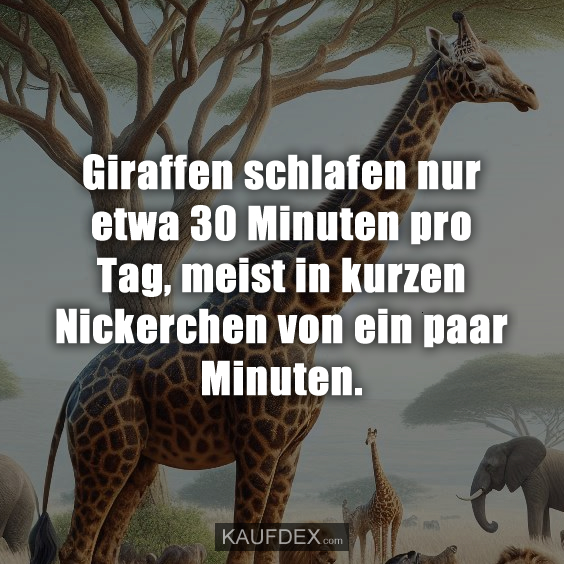 Giraffen schlafen nur etwa 30 Minuten pro Tag, meist in kurzen Nickerchen von ein paar Minuten.