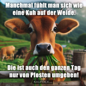 Manchmal fühlt man sich wie eine Kuh auf der Weide. Die ist auch den ganzen Tag nur von Pfosten umgeben!