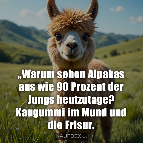 „Warum sehen Alpakas aus wie 90 Prozent der Jungs heutzutage? Kaugummi im Mund und die Frisur.