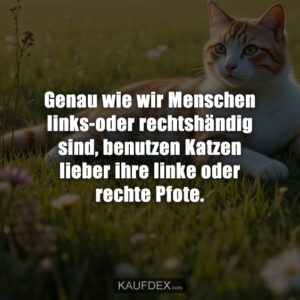 Genau wie wir Menschen links-oder rechtshändig sind, benutzen Katzen lieber ihre linke oder rechte Pfote.