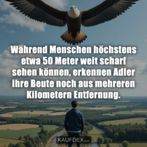 Während Menschen höchstens etwa 50 Meter weit scharf sehen können, erkennen Adler ihre Beute noch aus mehreren Kilometern Entfernung.