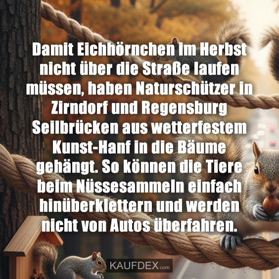 Damit Eichhörnchen im Herbst nicht über die Straße laufen müssen, haben Naturschützer in Zirndorf und Regensburg Seilbrücken aus wetterfestem Kunst-Hanf in die Bäume gehängt. So können die Tiere beim Nüssesammeln einfach hinüberklettern und werden nicht von Autos überfahren.