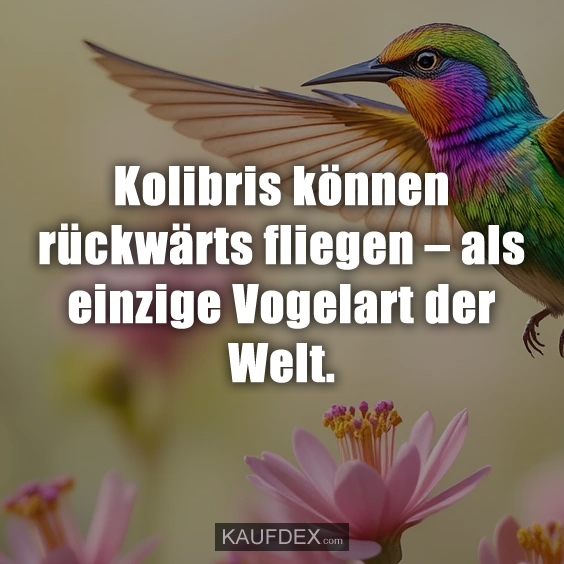 Kolibris können rückwärts fliegen – als einzige Vogelart der Welt.