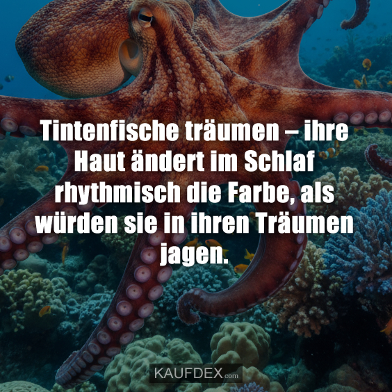 Tintenfische träumen – ihre Haut ändert im Schlaf rhythmisch die Farbe, als würden sie in ihren Träumen jagen.