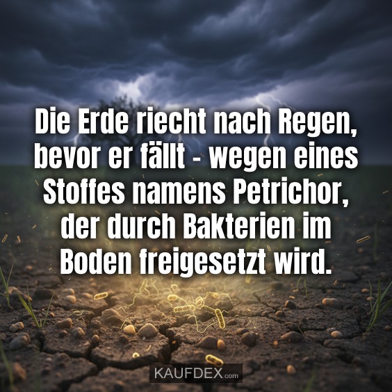 Die Erde riecht nach Regen, bevor er fällt – wegen eines Stoffes namens Petrichor, der durch Bakterien im Boden freigesetzt wird.