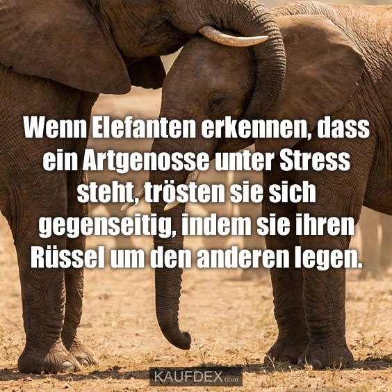 Wenn Elefanten erkennen, dass ein Artgenosse unter Stress steht, trösten sie sich gegenseitig, indem sie ihren Rüssel um den anderen legen.