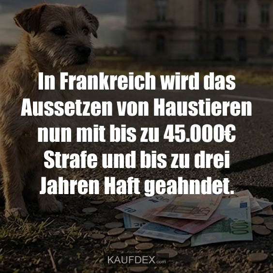 In Frankreich wird das Aussetzen von Haustieren nun mit bis zu 45.000€ Strafe und bis zu drei Jahren Haft geahndet.