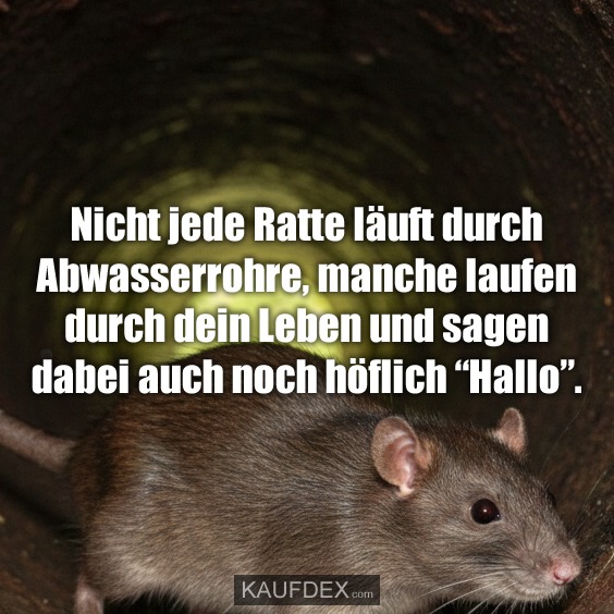 Nicht jede Ratte läuft durch Abwasserrohre, manche laufen durch dein Leben und sagen dabei auch noch höflich “Hallo”.