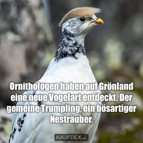 Ornithologen haben auf Grönland eine neue Vogelart entdeckt. Der gemeine Trumpling, ein bösartiger Nesträuber.