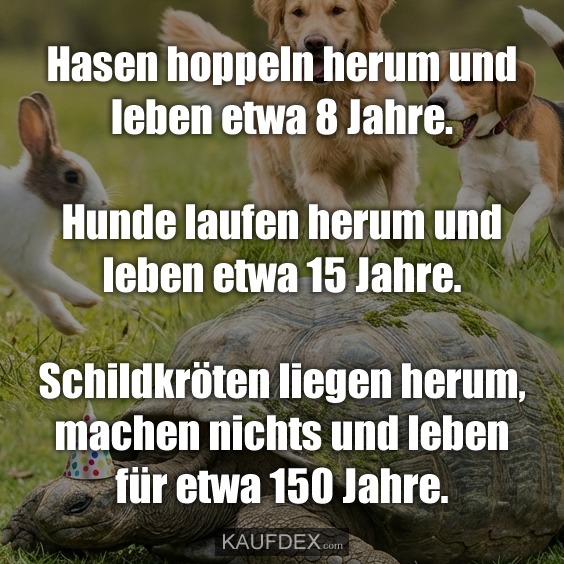 Hasen hoppeln herum und leben etwa 8 Jahre. Hunde laufen herum und leben etwa 15 Jahre. Schildkröten liegen herum, machen nichts und leben für etwa 150 Jahre.