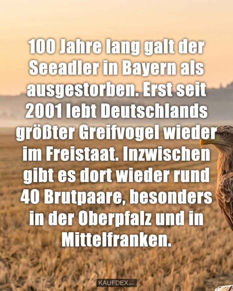 100 Jahre lang galt der Seeadler in Bayern als ausgestorben. Erst seit 2001 lebt Deutschlands größter Greifvogel wieder im Freistaat. Inzwischen gibt es dort wieder rund 40 Brutpaare, besonders in der Oberpfalz und in Mittelfranken.