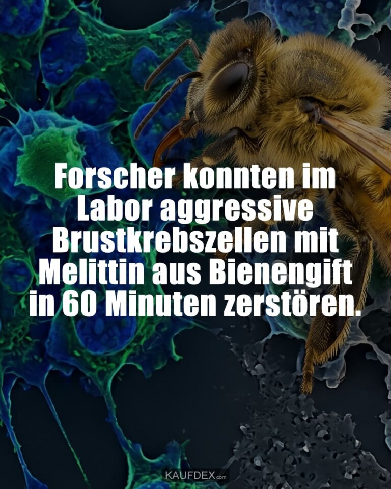 Forscher konnten im Labor aggressive Brustkrebszellen mit Melittin aus Bienengift in 60 Minuten zerstören.