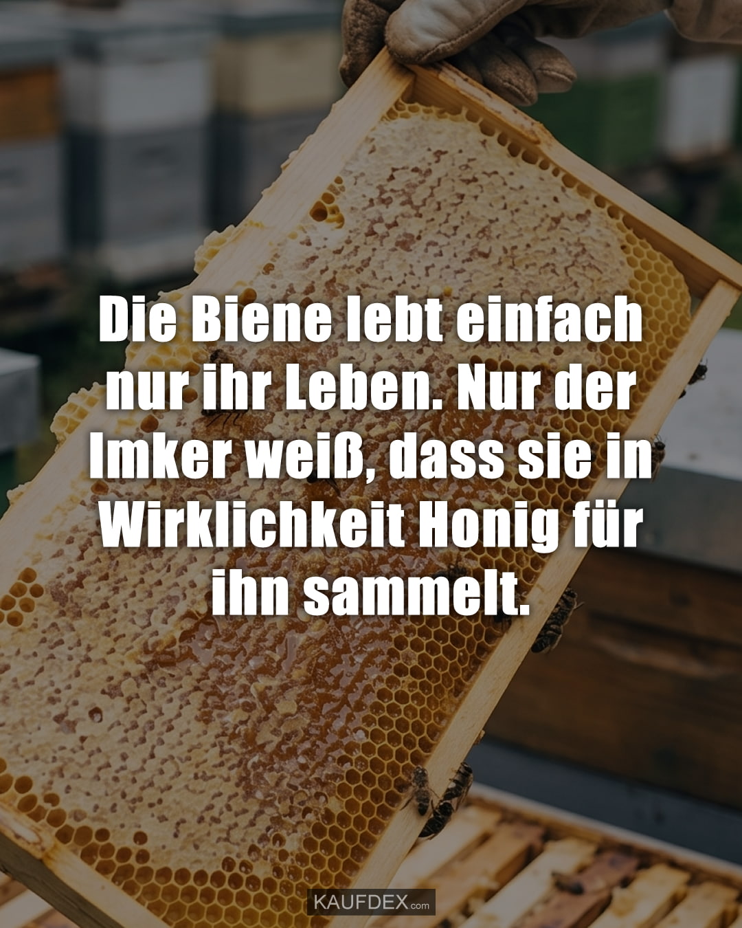 Die Biene lebt einfach nur ihr Leben. Nur der Imker weiß, dass sie in Wirklichkeit Honig für ihn sammelt.